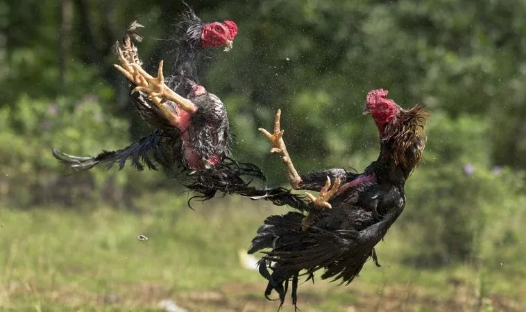 Tuyệt Chiêu Áp Dụng Cách Chơi Đá Gà GA28 Tại Bet66 Hiệu Quả 1 Đá Gà GA28 Tại Bet66