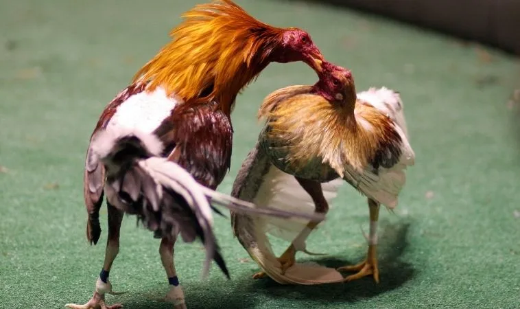 Khám Phá Cách Chơi Đá Gà WS168 Tại Bet66 Cực Đỉnh 1 Đá Gà WS168 Tại Bet66